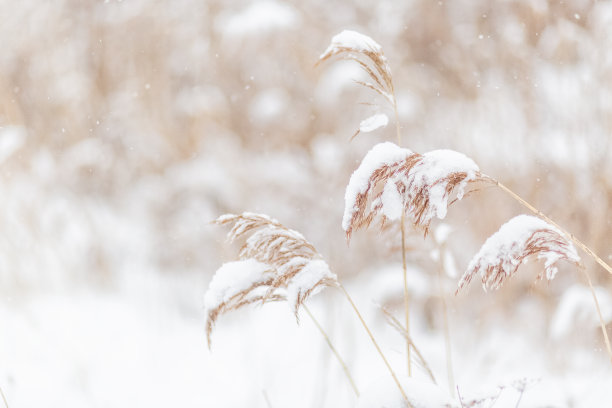 积雪覆盖草坪