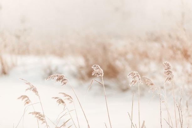 积雪覆盖草坪