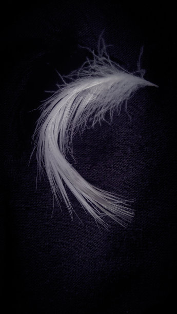 抽象羽毛