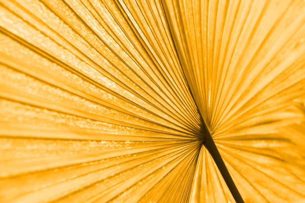 抽象热带植物叶子背景