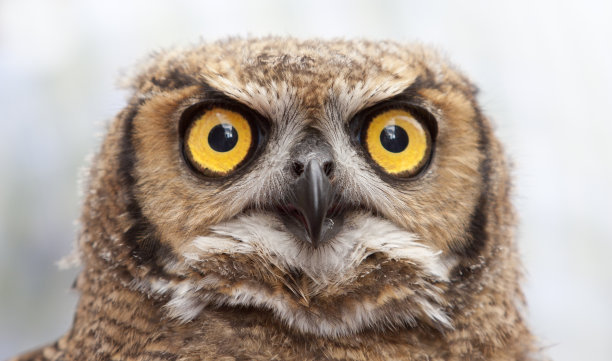 stare
