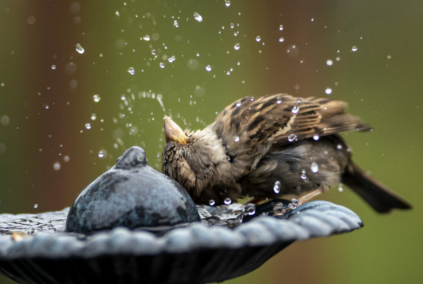洗澡的麻雀