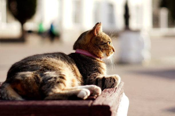 夏日小猫