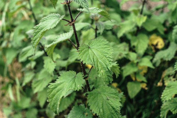 nettles