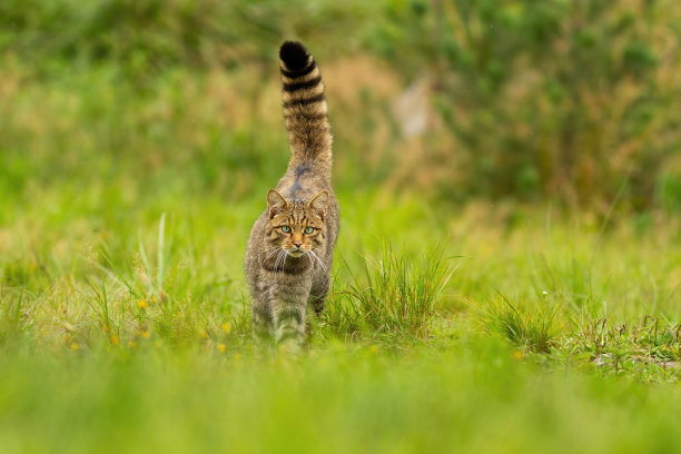 felis