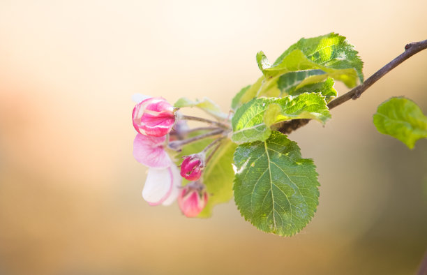 室外植物花蕊