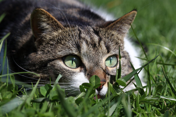 夏日小猫