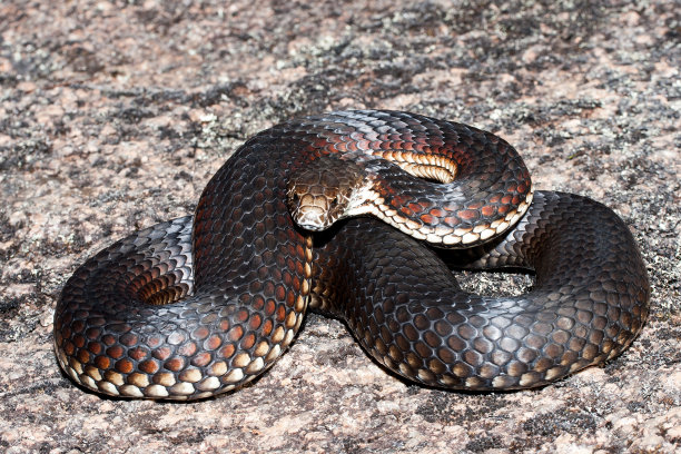 copperhead