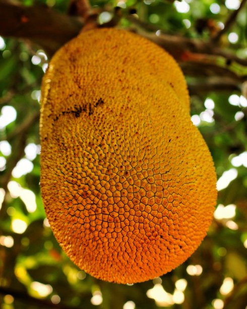 泰国菠萝蜜