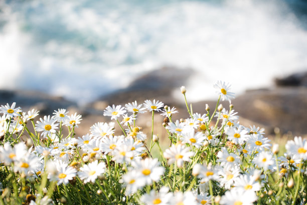 乡间花海美景