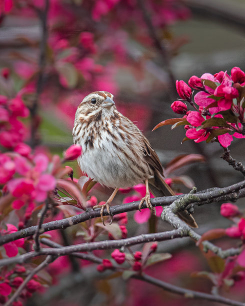 sparrow