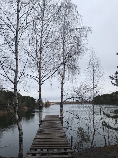 水杉林雪景