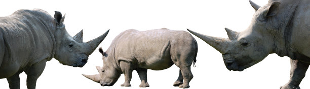 horned