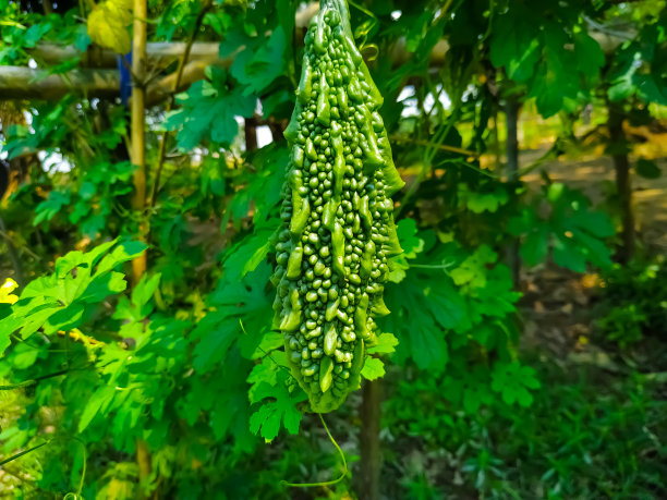 黄药子