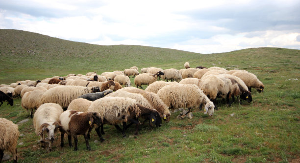 羊群,风景