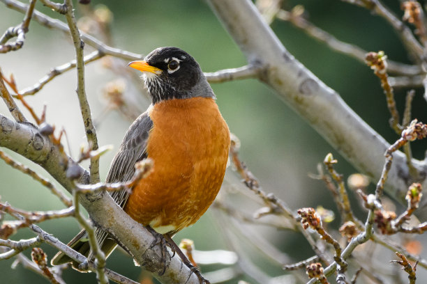 robin
