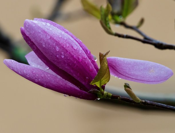 粉色玉兰花