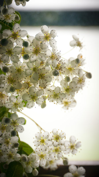 雌蕊和雄蕊花艺