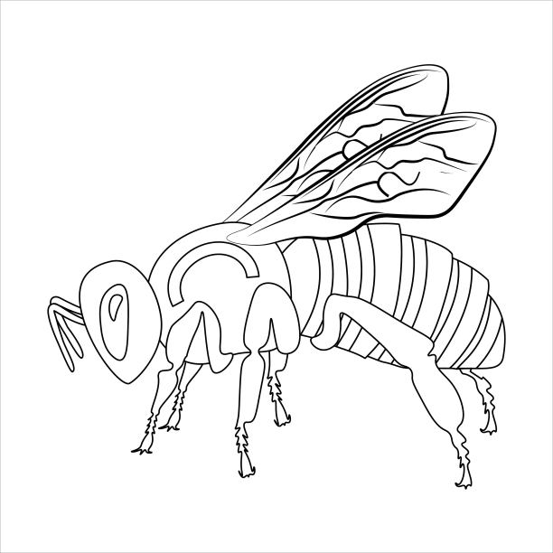 条纹甲虫