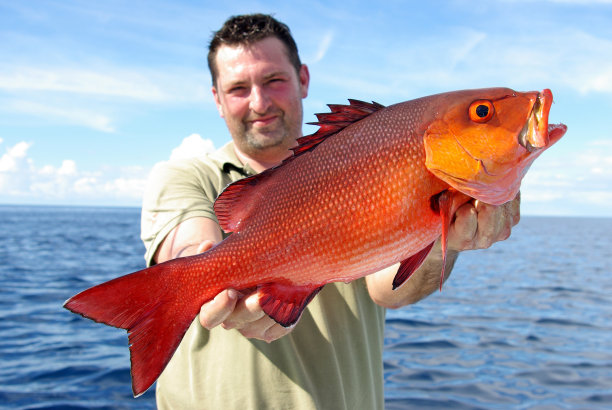 snapper