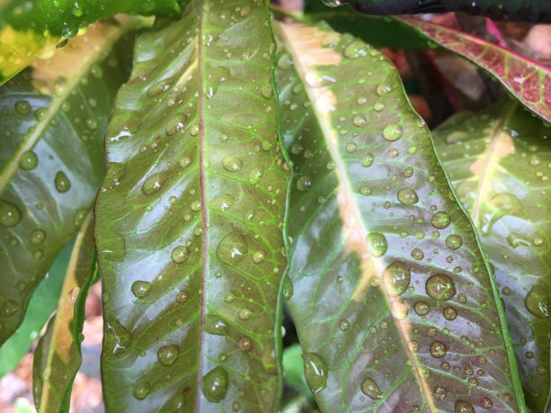 codiaeum
