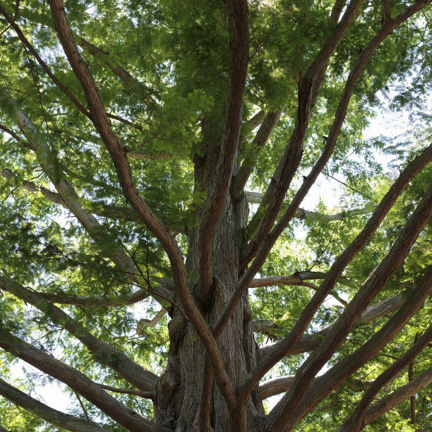 多伦多大学