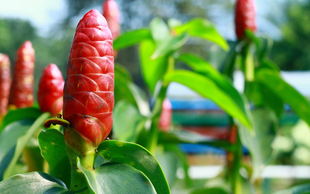 costus