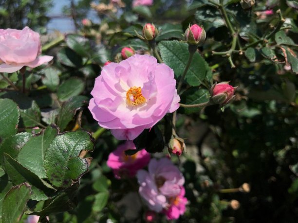 蔷薇花朵