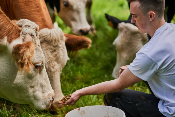 cattle