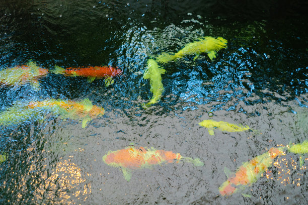 大锦鲤