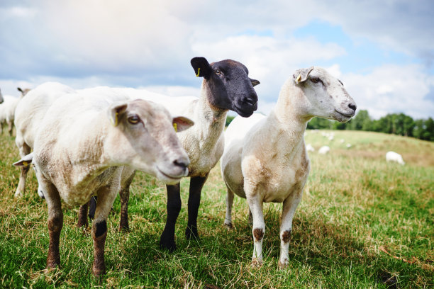 sheep