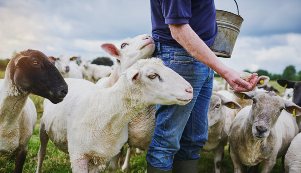 sheep