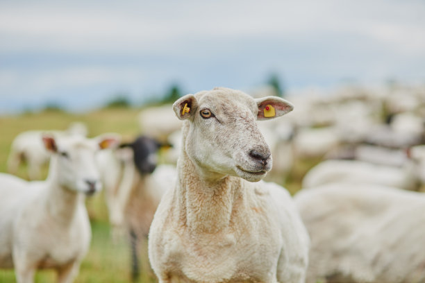 sheep