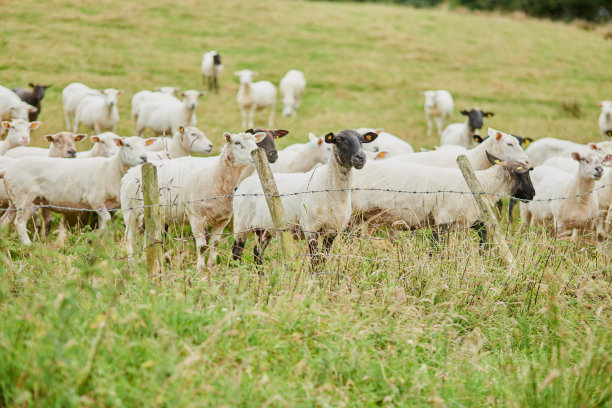 sheep