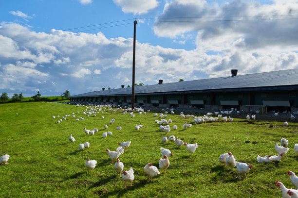 hen