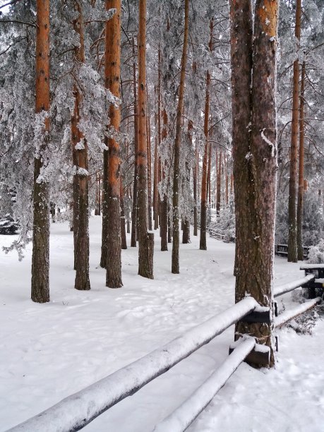 树林雪景