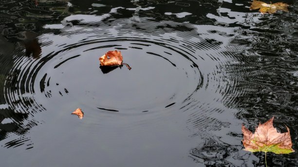 水上漂浮的叶子