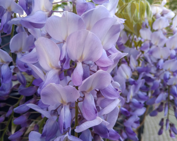 白色紫藤