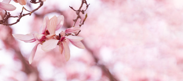 季节,彩色背景,红色