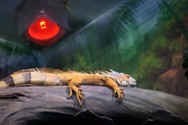 reptilia
