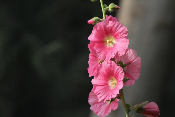 粉色蜀葵花