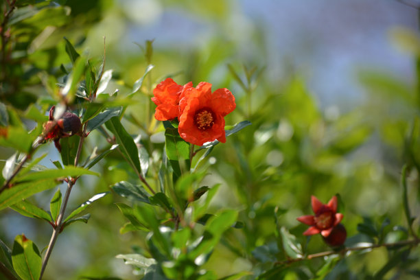 石榴花树枝