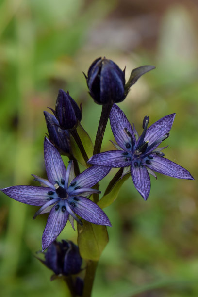 gentian