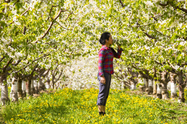 orchard