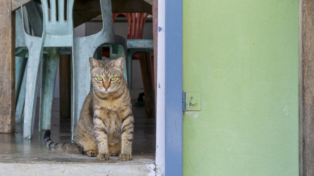 上墙的猫