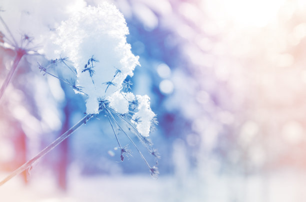 自然雪景寒冷冬天雪花特写