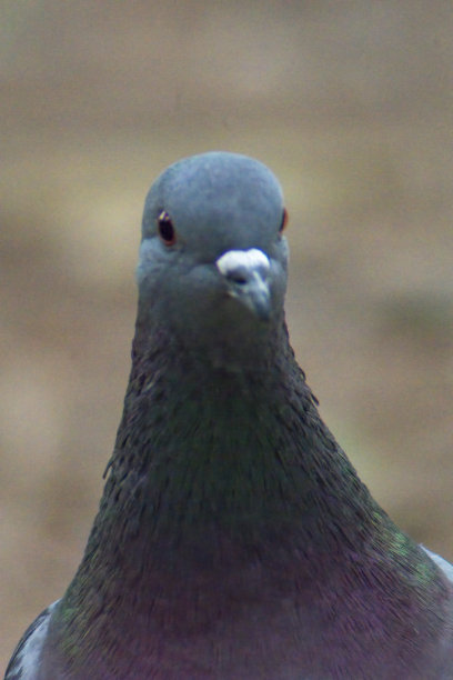 preen