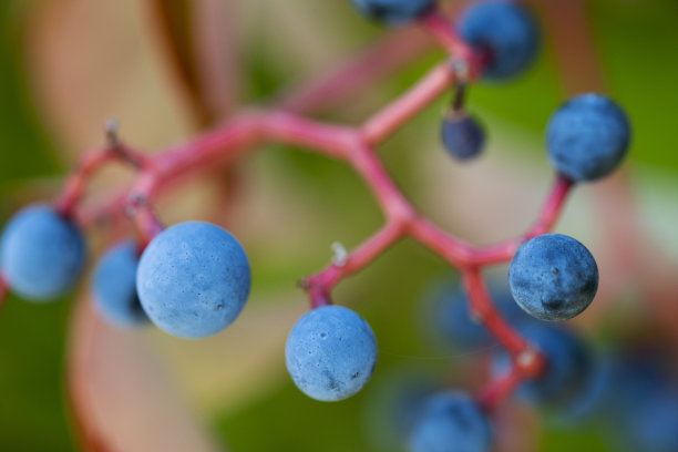 枝头蓝莓