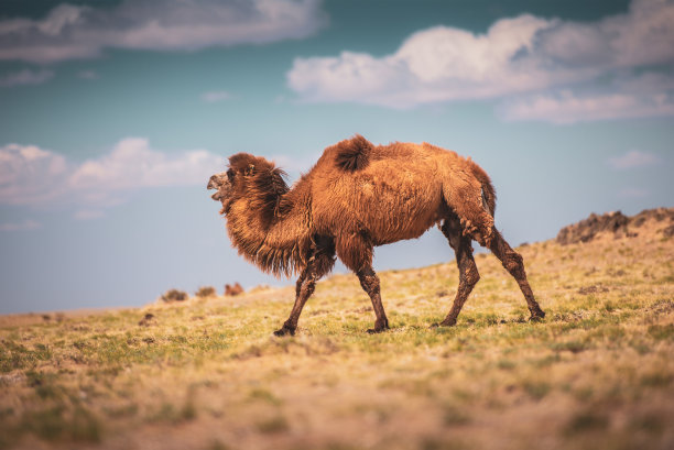 骆驼摄影