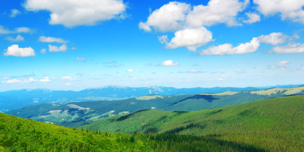 高山脉树林